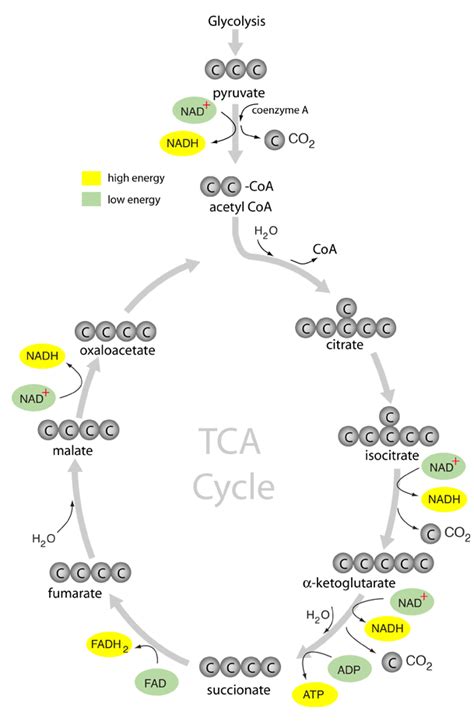 크랩스|tca cycle.